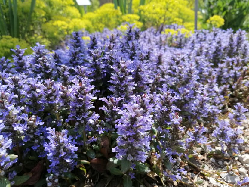 Ajuga reptans 'Braunherz