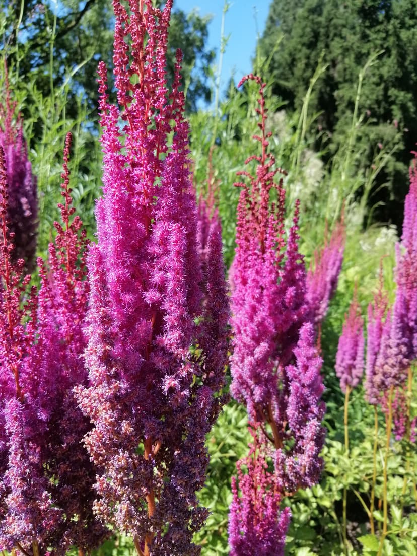 Aubrieta x cult., blau