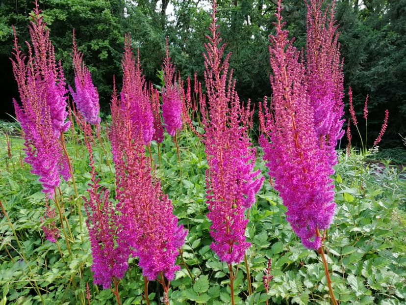 Aubrieta x cult., rot