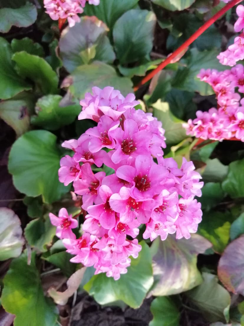 Campanula carp., weiß